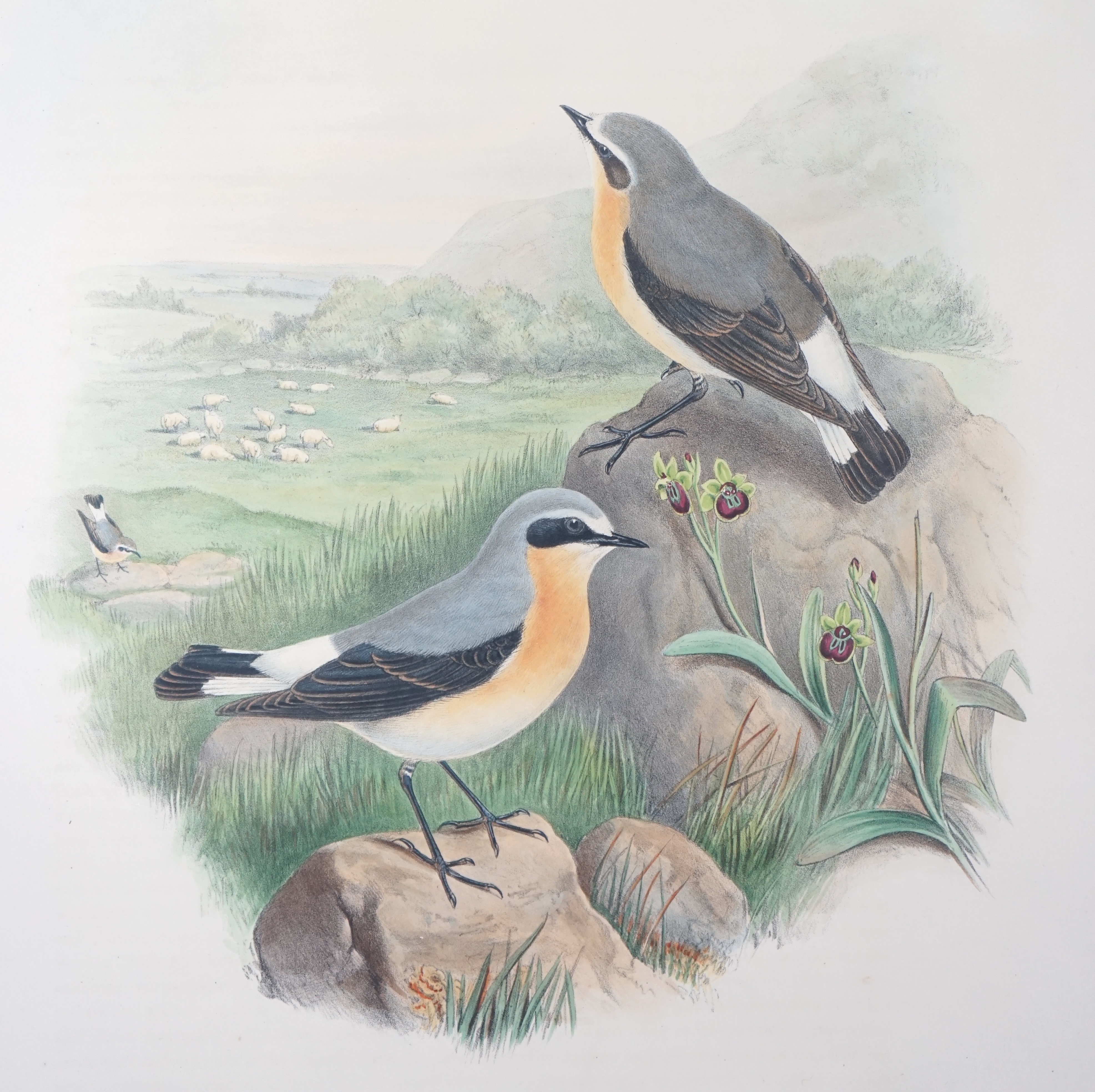 Walter & Cohn after Wolf and Richter (John Gould), 24 hand coloured lithographs from Gould's Birds of Great Britain, lithographs with hand-colouring on wove paper, 55 x 36cm, unframed and unmounted
